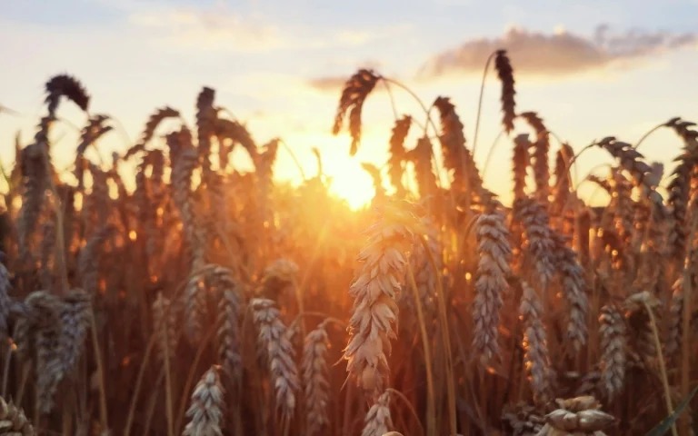 fausta-vazgauskaite-Lkfp3_ZL58o-unsplash-768x480.jpg_11zon