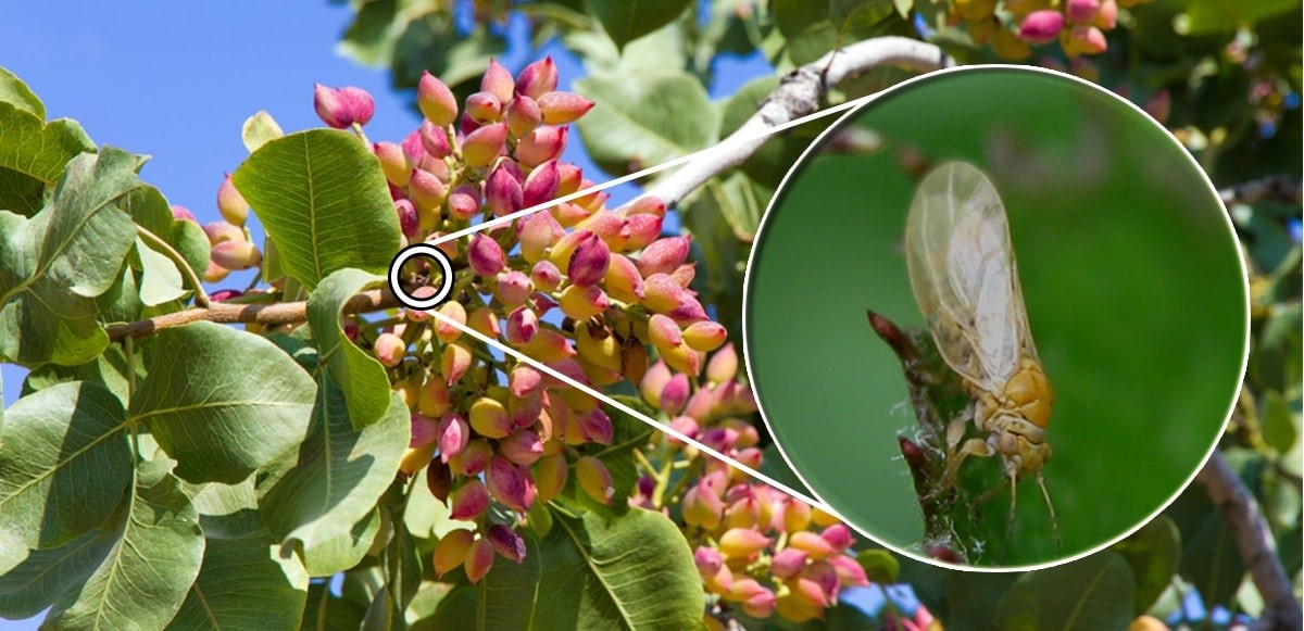 شناسایی-پسیل-پسته