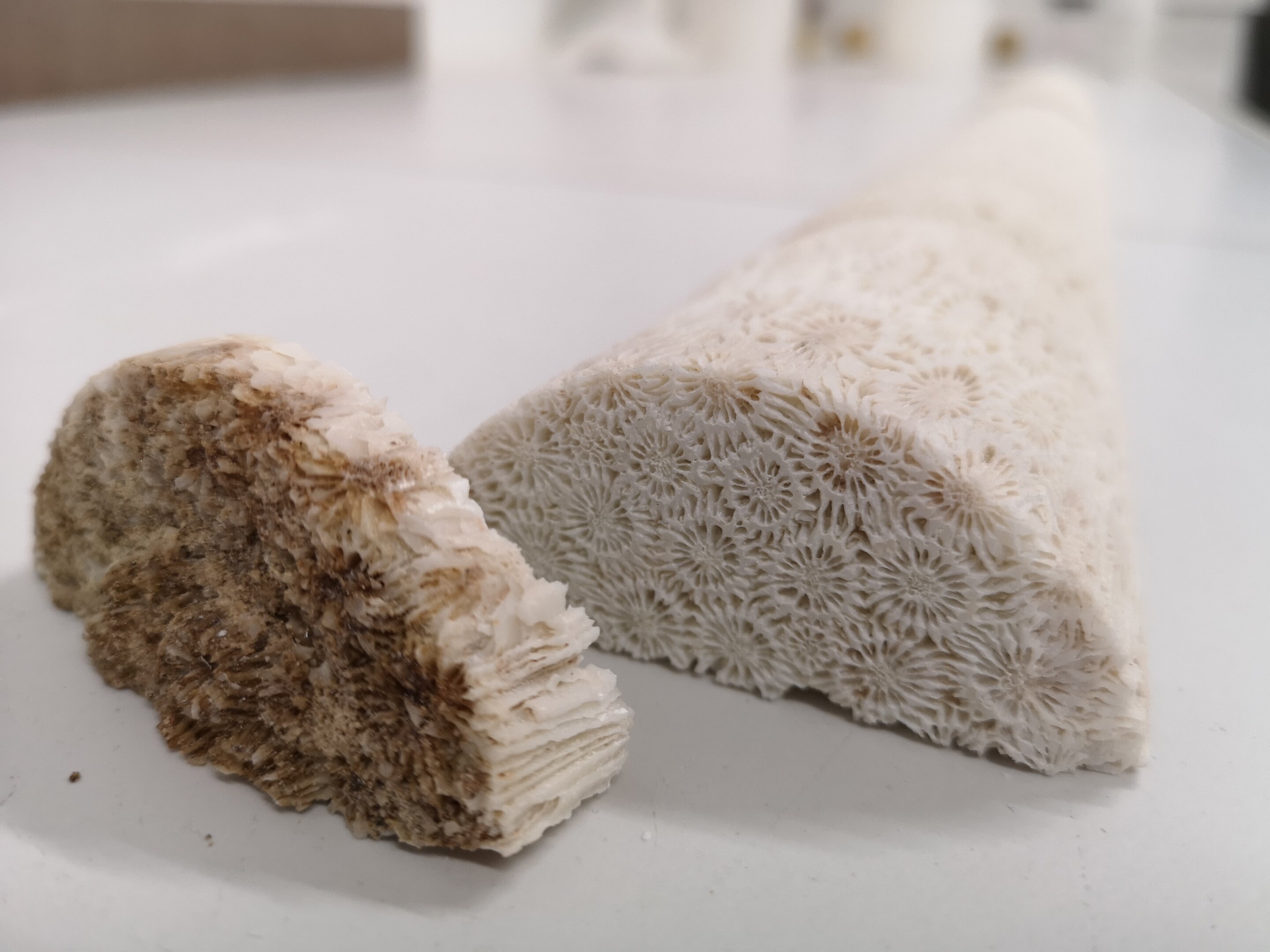 how-environmental-cond