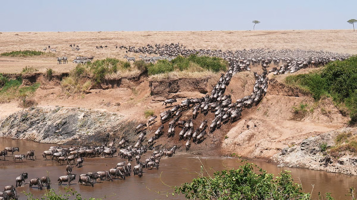 downtoearth_2025-10-23_pkkgxiav_Wildebeest-migration_11zon