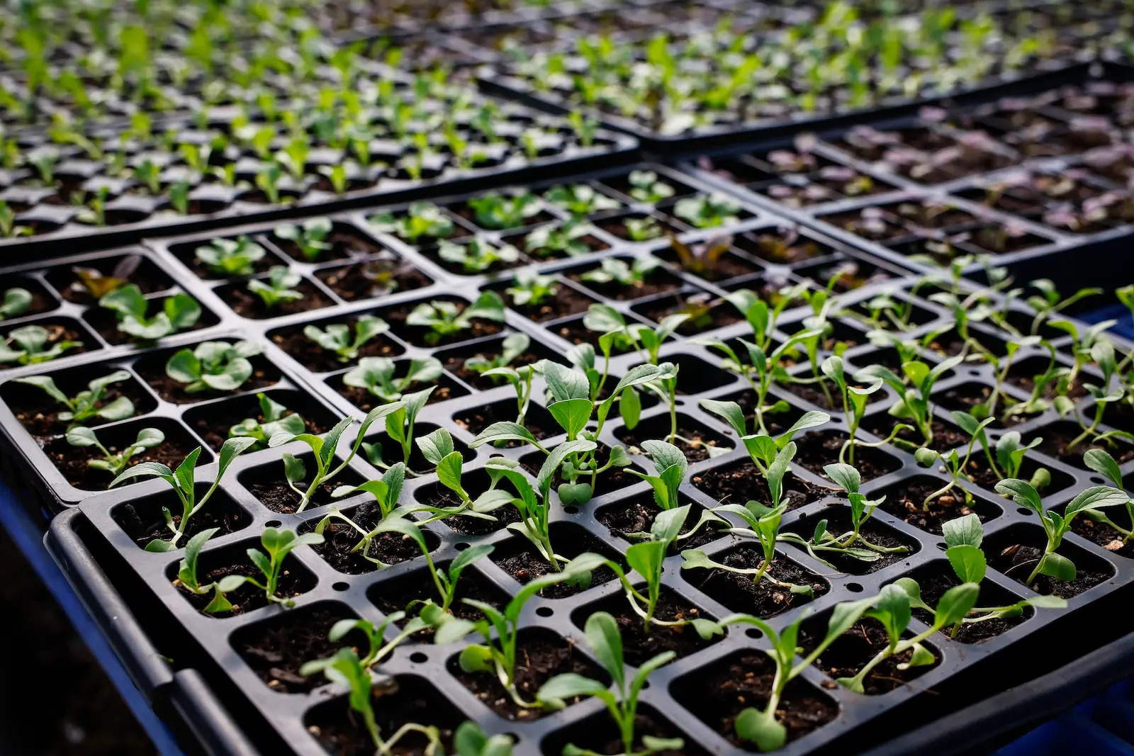 community-land-trust-agriculture-usda_1_11zon