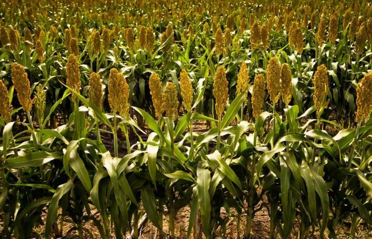 sorghum-68baec615e28440e5b5a5ac0_3_11zon