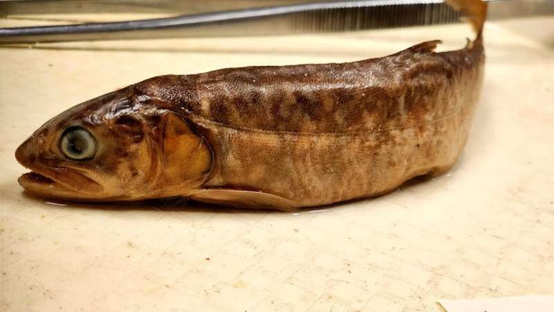 fishes-young-and-old-a