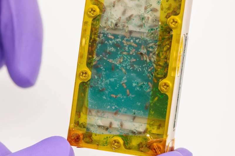 insects-on-the-space-m