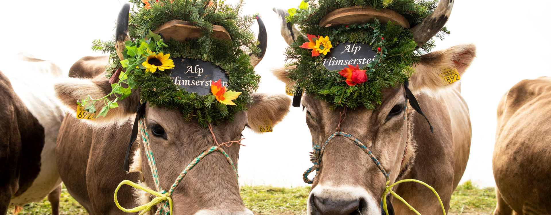 flimslaax_2025_alpabzug_slider_02