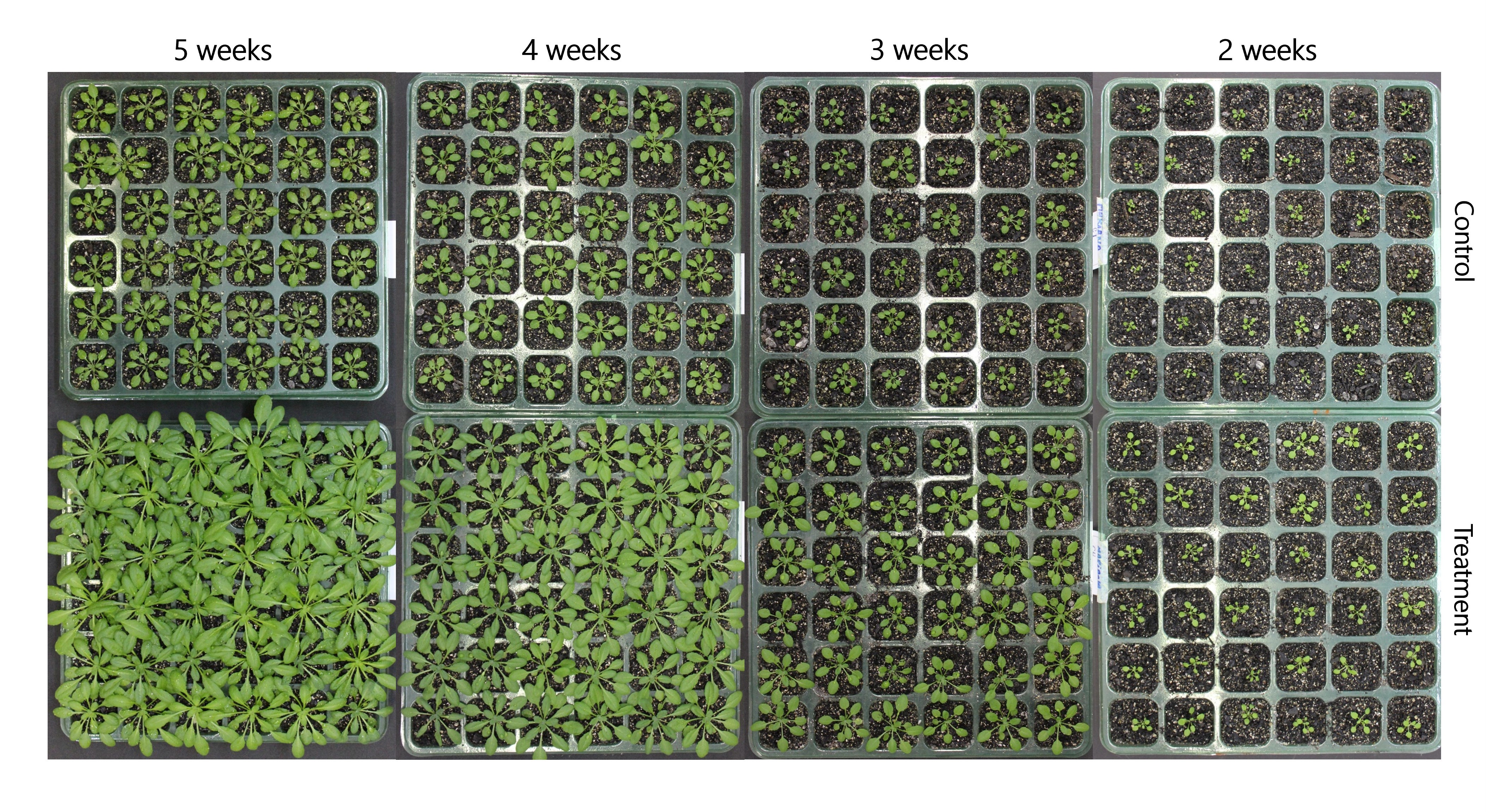 arabidopsis-timelapse-1
