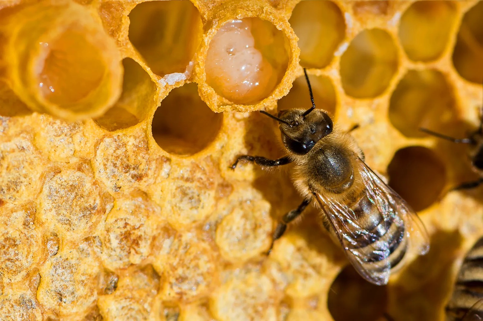 a-queen-bee-with-cup-of-royal-jelly_11zon