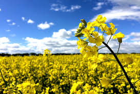 images (1)