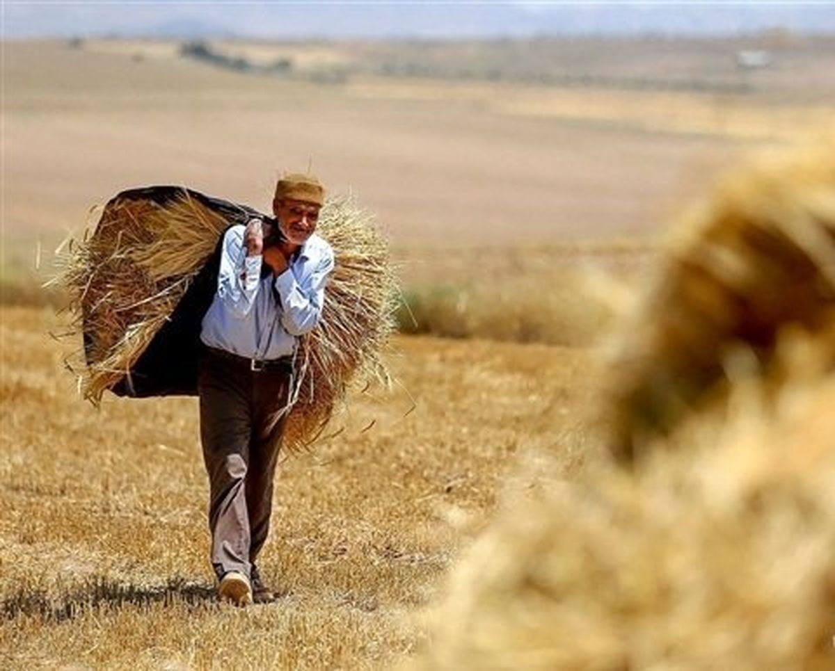 مطالبات-گندمکاران