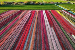 فصل گلهای لاله در هلند شروع شده و چه مناظری