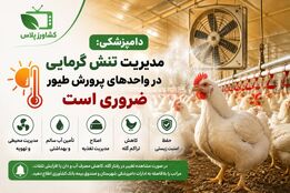  مدیریت تنش گرمایی در واحدهای پرورش طیور ضروری است