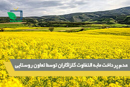 عدم پرداخت مابه التفاوت کلزاکاران توسط تعاون روستایی
