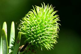 زوجی یک «درخت پول» واقعی پرورش دادند! /نخستین بذرهای آن ۶۷۰۰ دلار ارزش دارد