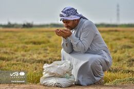 برداشت شَلتوک در خرمشهر