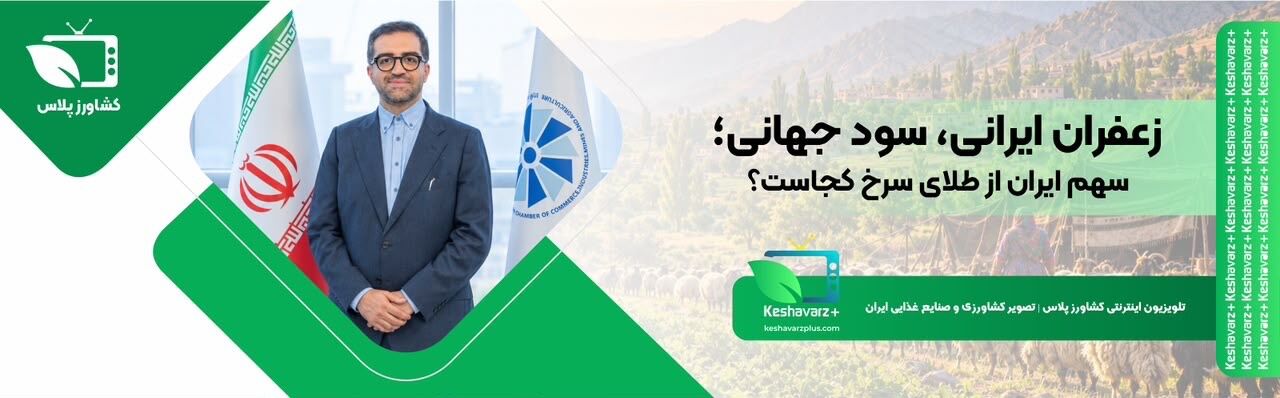 زعفران ایرانی، سود جهانی؛ سهم ایران از طلای سرخ کجاست؟