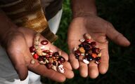 چرا «نگهبانان بذر» در کلمبیا با استفاده از محصولات تراریخته مبارزه می‌کنند

