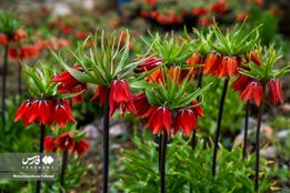 زیبایی های دشت لاله های واژگون