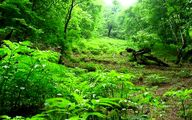 دستگیری ۵ عامل آتش‌سوزی در فارس