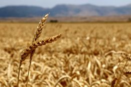 خسارت ۸۰ درصدی گندم دیم؛ تمام مزارع بیمه بودند
