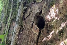 جایزه برای کشف عوامل حمله به چنار ۷۰ ساله