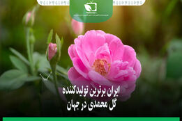ایران برترین تولید کننده گل محمدی در جهان
