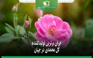 ایران برترین تولید کننده گل محمدی در جهان