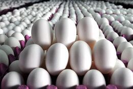 صادرات تخم مرغ دوباره آزاد شد