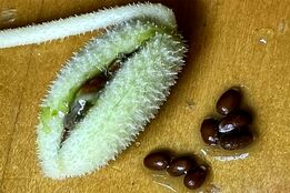 بایستید عقب! این خیار انفجاری پر از دانه است