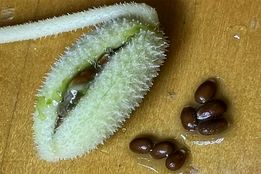 بایستید عقب! این خیار انفجاری پر از دانه است