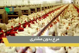 مرغ  های بدون مشتری