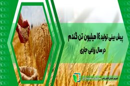 پیش بینی تولید 14 میلیون تن گندم در سال زراعی جاری