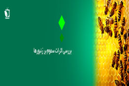 بررسی اثرات سموم بر روی زنبورها