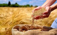 چرا استاندارد ۱۰۴ و تولید گندم کیفی اجرایی نمی‌شود؟