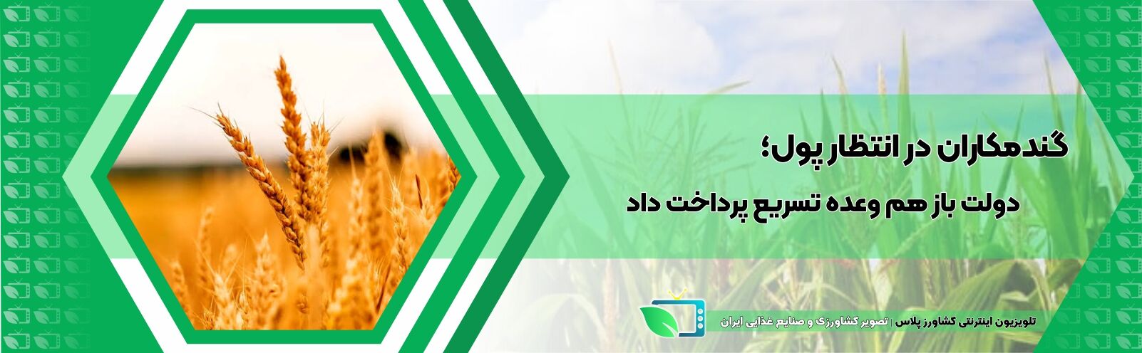 گندمکاران در انتظار پول؛ دولت باز هم وعده تسریع پرداخت داد