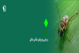 ردیابی و پایش مگس جالیز