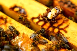 شیوع انگل جدید زنبورعسل؛ تهدیدی جهانی برای امنیت غذایی