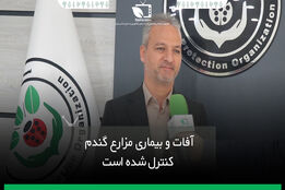 آفات و بیماری های مزارع گندم کنترل شد