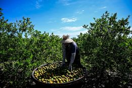آب پرتقال زمانی وسواس ملی بود؛ اما حالا..!