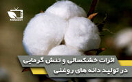 اثرات خشکسالی و تنش گرمایی در تولید دانه های روغنی(انبه)
