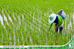 خشکسالی در مزارع گیلان