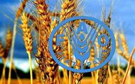 ایران امسال بیشتر از متوسط 5 ساله غله تولید می‌کند