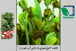 ویدیوی زیر روش آسان کاشت ۶ نوع سبزی در خانه را به شما نشان می دهد.