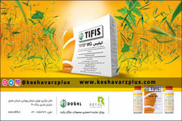 تیفیس قهرمانی برای گندم