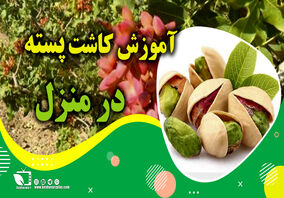 آموزش کاشت پسته در منزل