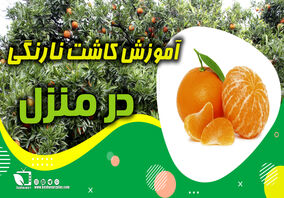 آموزش کاشت نارنگی در منزل