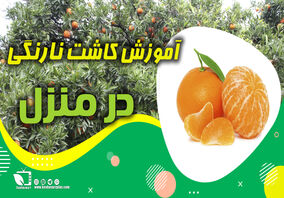 آموزش کاشت نارنگی در منزل