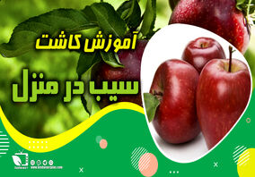 آموزش کاشت سیب در منزل