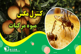 راه های اصولی و علمی مبارزه با مگس میوه در باغات مرکبات