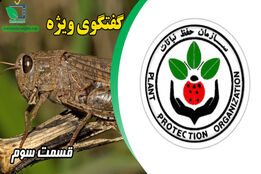 پیامدهای اقتصادی اجتماعی حمله ملخ به کشور(قسمت سوم)
