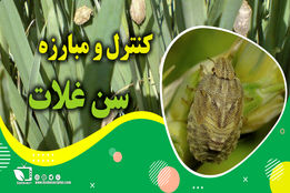 کشاورزپیشرو/ کنترل و مبارزه با سن گندم